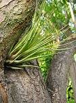 TILLANDSIA : PUNCTULATA